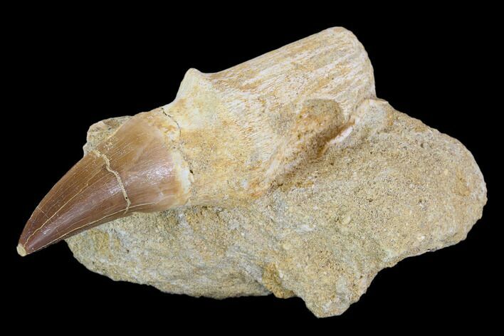 Rooted Mosasaur (Eremiasaurus) Tooth In Rock - Morocco #117015